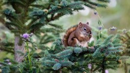 Desktop image. Animals. ID:168655