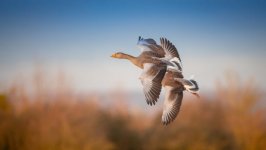 Desktop image. Animals. ID:168657