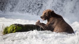 Desktop image. Animals. ID:168704