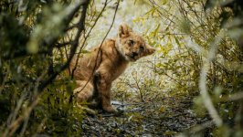 Desktop image. Animals. ID:165169