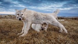 Desktop image. Animals. ID:165610