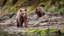 Desktop image. Animals. ID:166221