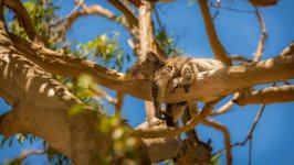 Desktop image. Animals. ID:166817