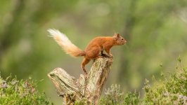 Desktop image. Animals. ID:166892