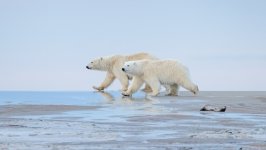 Desktop image. Animals. ID:166959